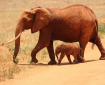 Elephant Photography
