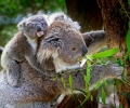 Koalas Are So Cute!